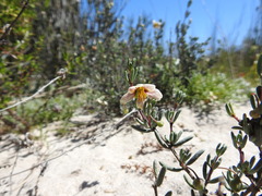 Roepera spinosa