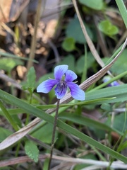 Viola hederacea