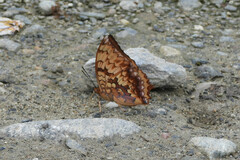Charaxes kahruba