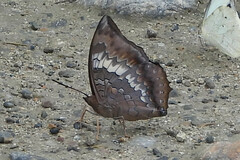 Charaxes bernardus