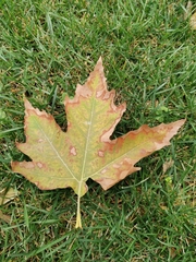Platanus