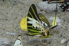 Graphium antiphates