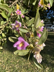 Lagunaria
