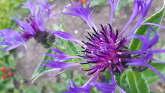 Centaurea montana
