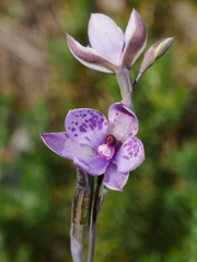 Thelymitra nervosa