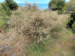 Sophora molloyi