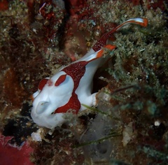 Antennarius maculatus