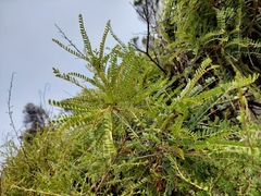 Sophora molloyi