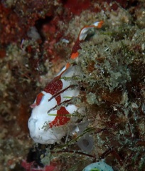 Antennarius maculatus