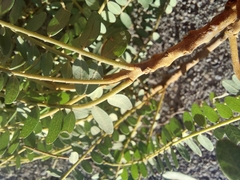 Sophora molloyi