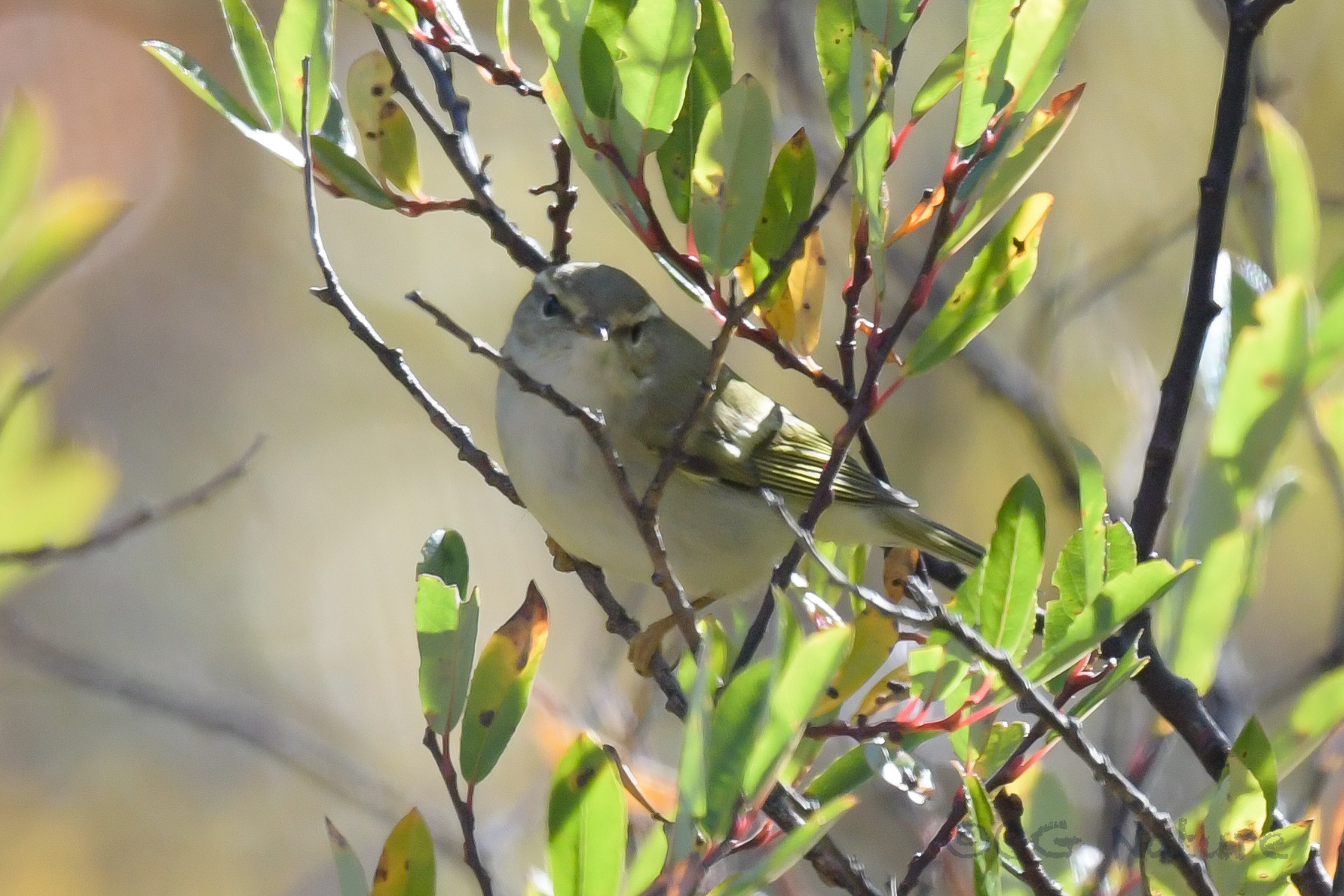 Hume's Leaf Warbler