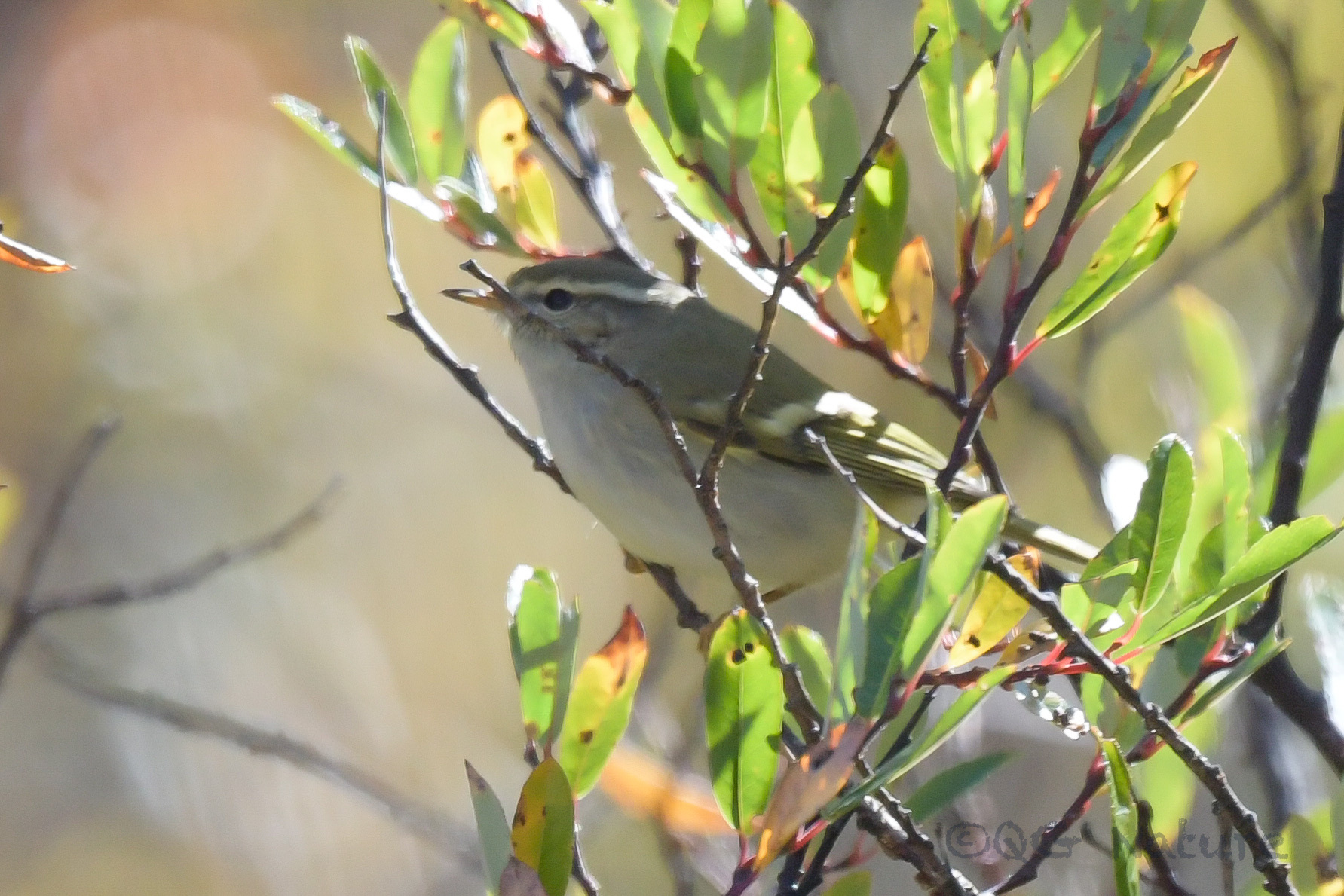 Hume's Leaf Warbler