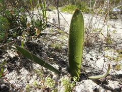 Haemanthus pubescens