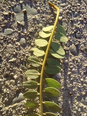 Sophora molloyi