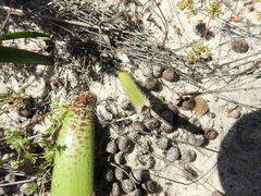 Haemanthus pubescens