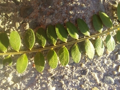 Sophora molloyi