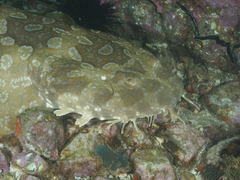 Orectolobus maculatus