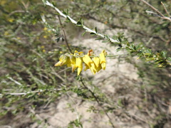 Wiborgia