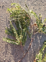 Sophora molloyi