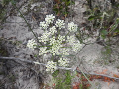 Dasispermum