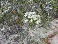 Dasispermum