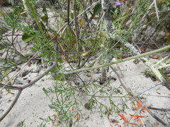 Dasispermum