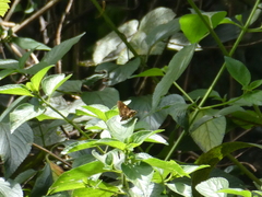 Trapezites symmomus