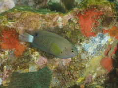 Pomacentrus bankanensis