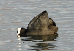 Fulica atra