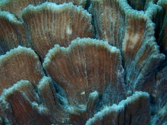 Pectinia lactuca