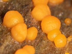 Dacrymyces stillatus