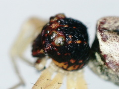 Thomisidae