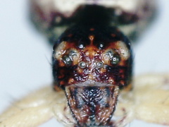 Thomisidae