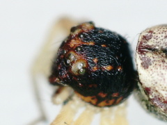 Thomisidae