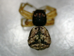 Thomisidae
