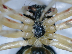 Thomisidae