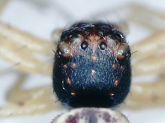 Thomisidae