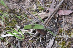 Caladenia versicolor