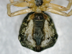 Thomisidae