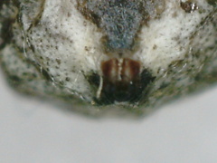 Thomisidae