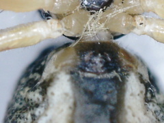 Thomisidae