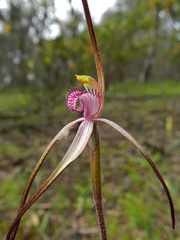 Caladenia versicolor