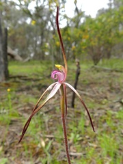 Caladenia versicolor