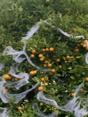 Citrus × microcarpa