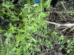 Ranunculus sceleratus