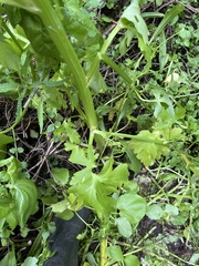Ranunculus sceleratus