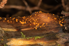 Dacrymyces stillatus