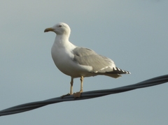 Larus michahellis