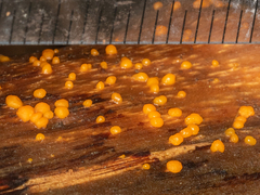 Dacrymyces stillatus