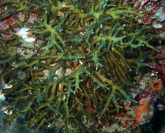 Seriatopora hystrix